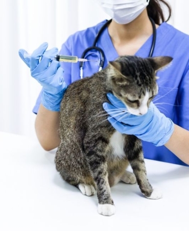 İzmir Veteriner (4)