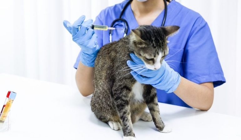 İzmir Veteriner (4)