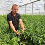 modern-seralarda-hasat-bereketi.jpg