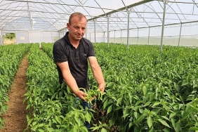 modern-seralarda-hasat-bereketi.jpg