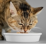 veteriner-hekimlerden-yaz-alarmi-kedi-ve-kopekleriniz-icin-hemen-uygulayabileceginiz-7-oneri.jpg