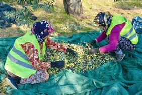 burhaniyede-zeytin-hasadi-basladi.jpg