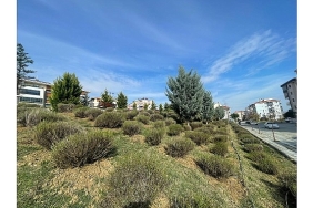 malkarada-daha-yesil-bir-kent-icin-lavanta-fidani-ekimi-basladi.jpg