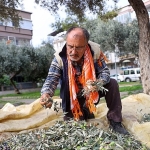 bucada-zeytin-hasadi-zamani.jpg