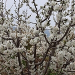 kiraz-hasreti-bu-sene-bitiyor.jpg
